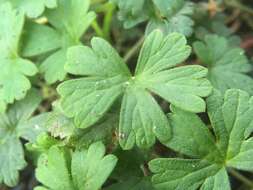 Image of cinquefoil geranium