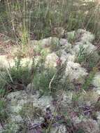 Image of Illinois pinweed