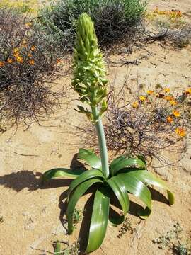 Image of Ornithogalum xanthochlorum Baker