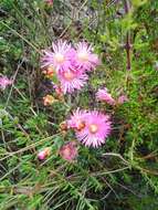 صورة Lampranthus densifolius (L. Bol.) L. Bol.