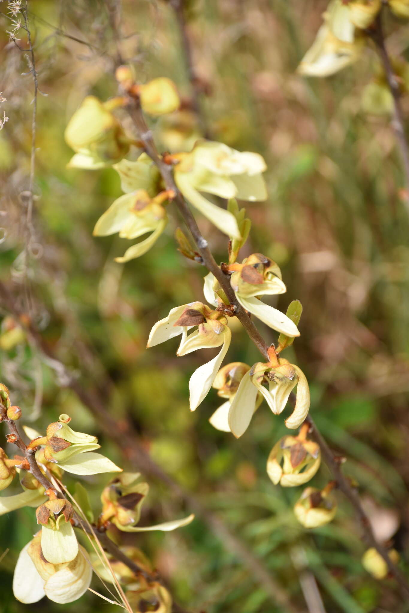 Plancia ëd Asimina reticulata Shuttlew. ex Chapm.