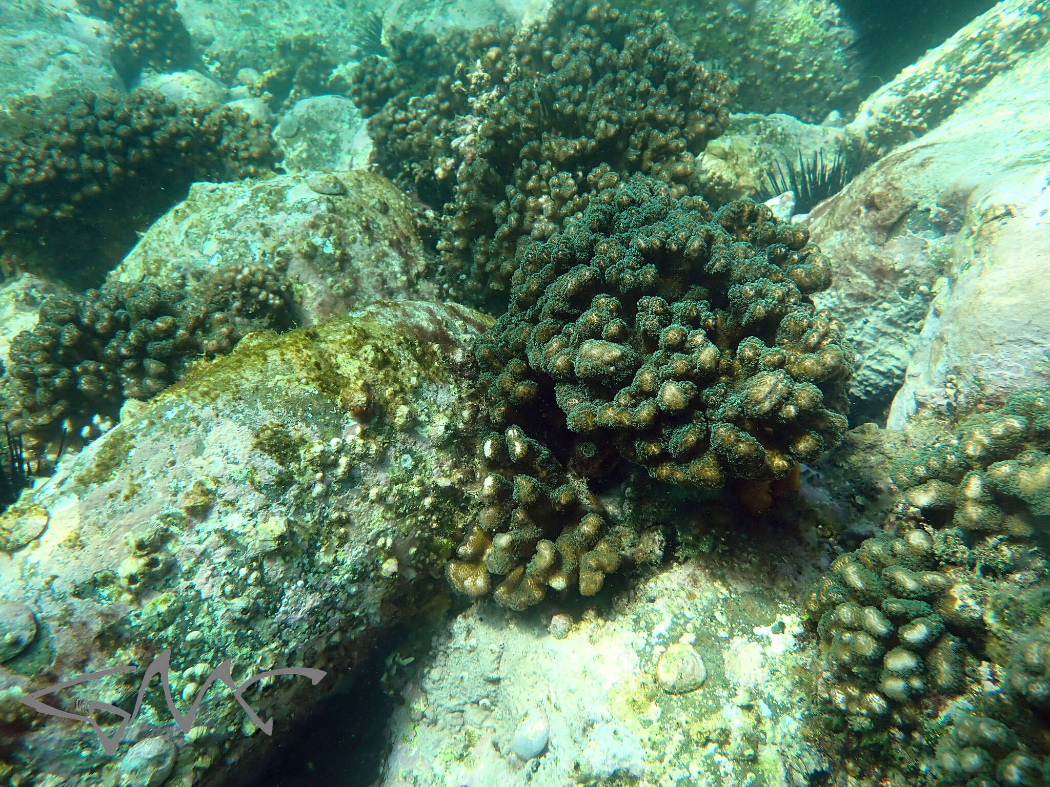 Image of Pocillopora aliciae Schmidt-Roach, Miller & Andreakis 2013