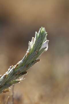 Image of Palm-Bract Salt-Bird's-Beak