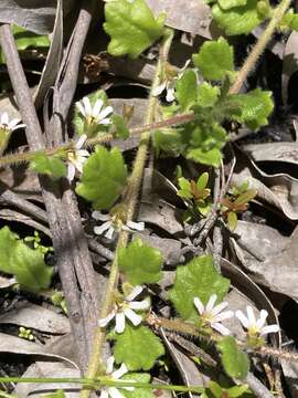 Imagem de Scaevola hookeri (de Vriese) Hook. fil.