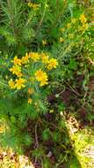 Image of Euryops linifolius (L.) DC.