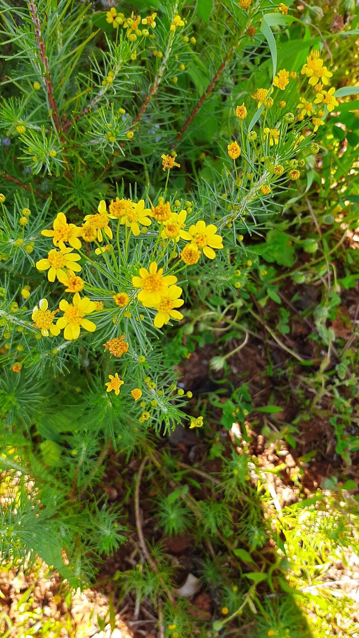 Euryops linifolius (L.) DC. resmi