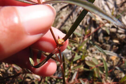 Plancia ëd Scleromitrion brachypodum