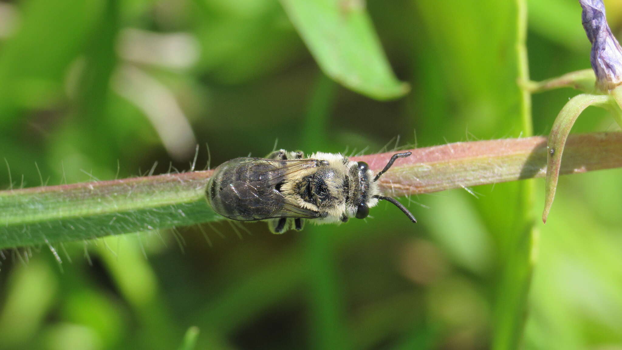 Image of Colletes titusensis Mitchell 1951