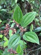 Image of Miconia australis