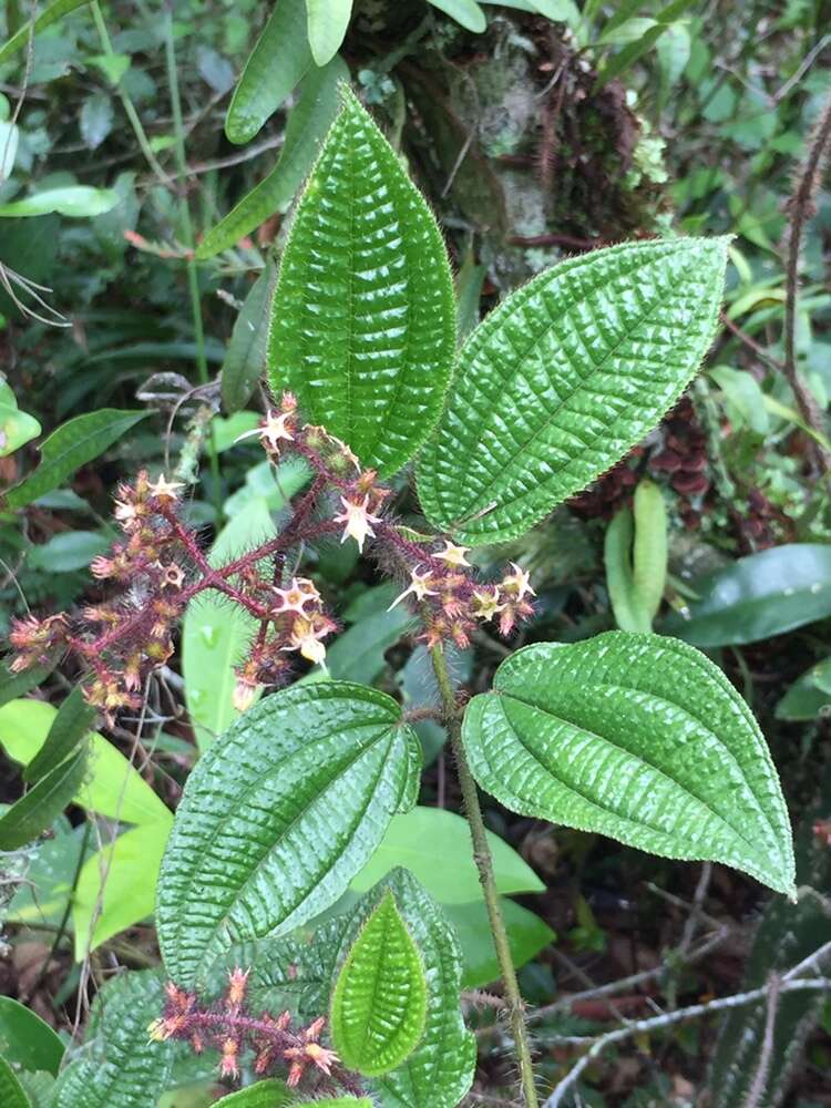 Image of Miconia australis