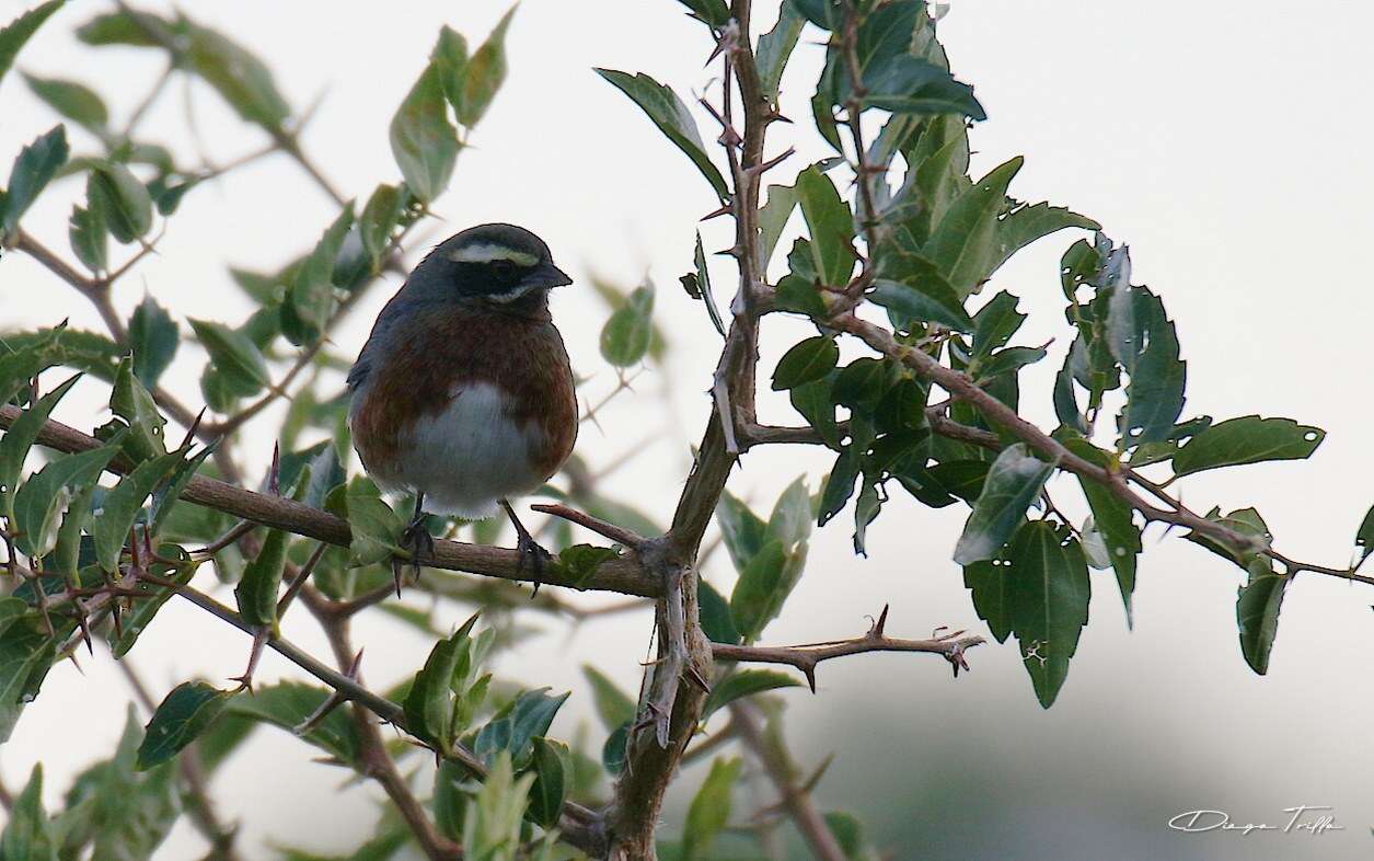 Image of Black-and-chestnut Warbling Finch