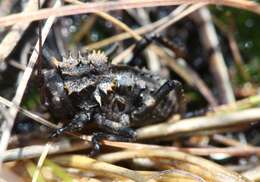 Image of Hetrodes pupus pupus (Linnaeus 1758)