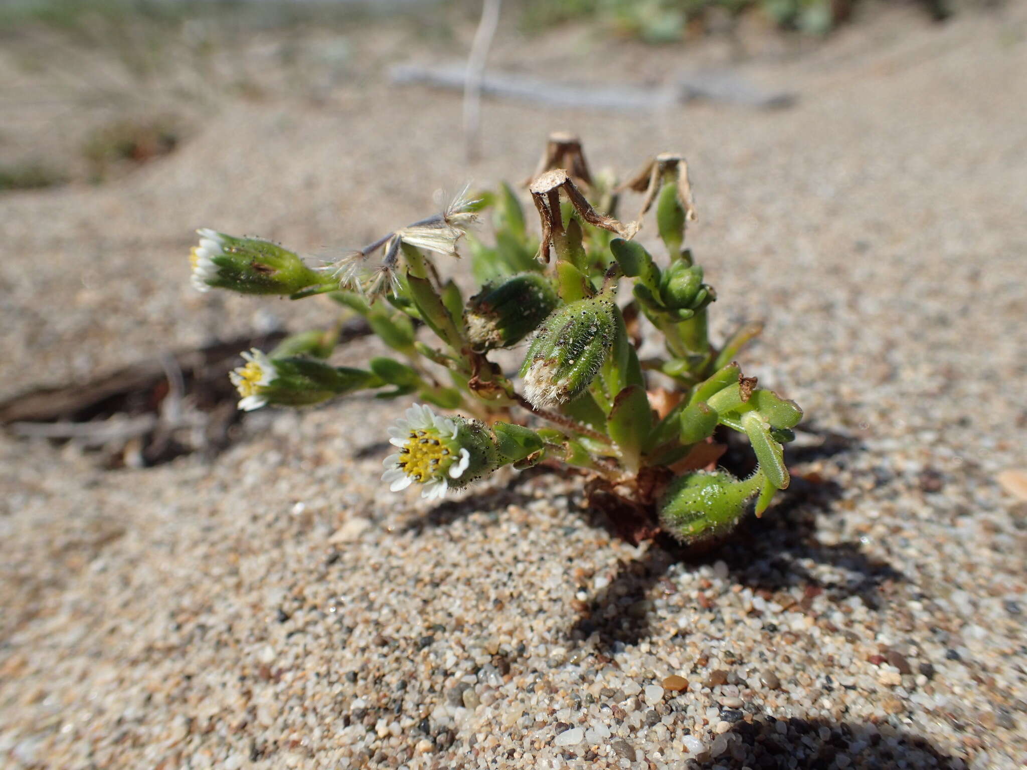 Image of beach tidytips