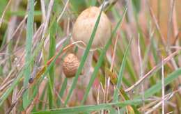 Plancia ëd Psilocybe semilanceata (Fr.) P. Kumm. 1871