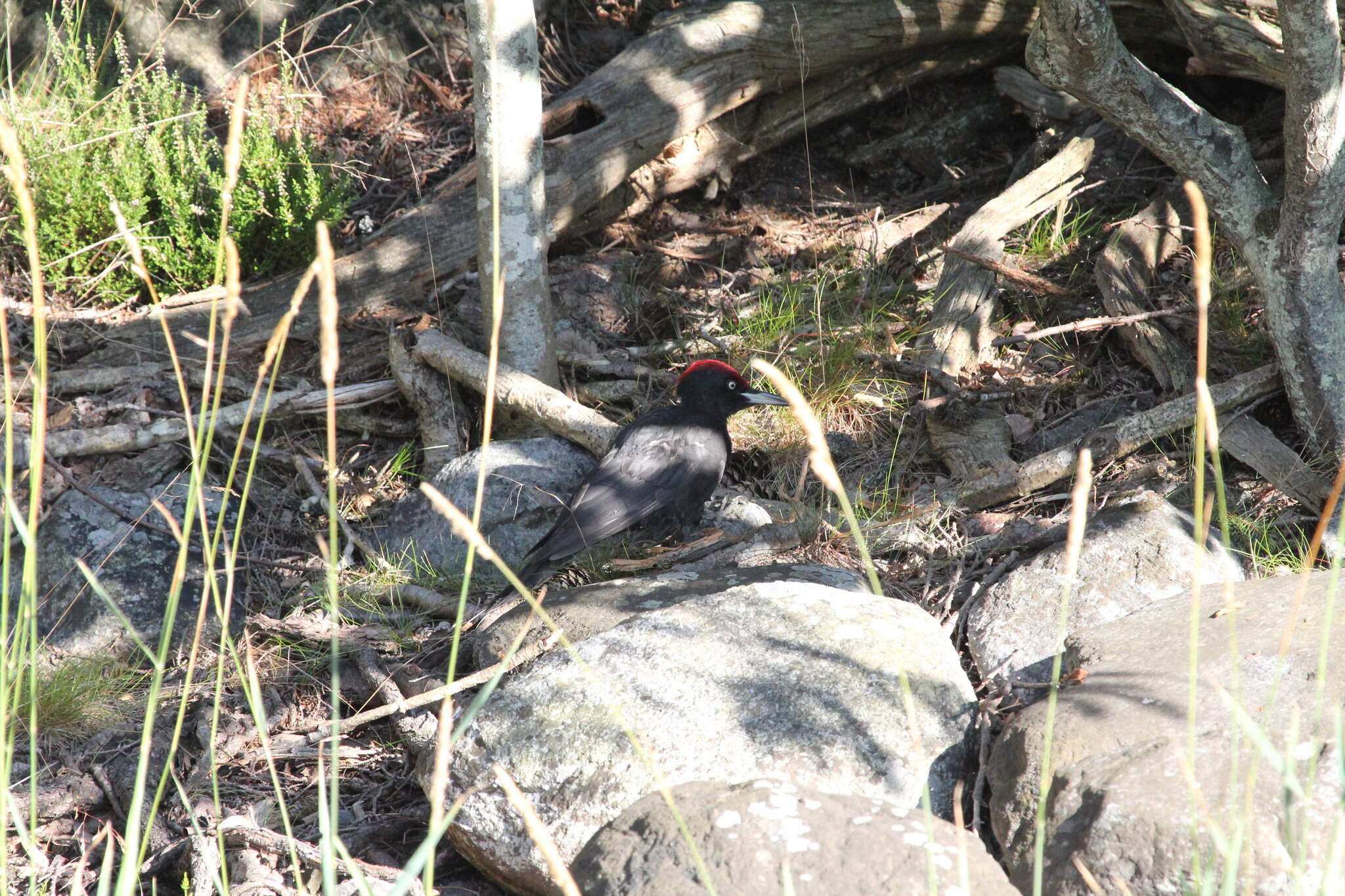 Image of Black Woodpecker