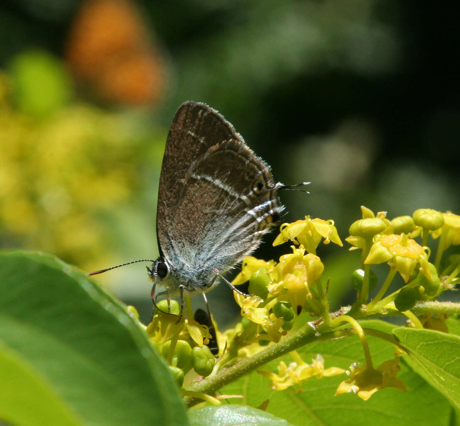 Image of Satyrium abdominalis (Gerhard 1850)