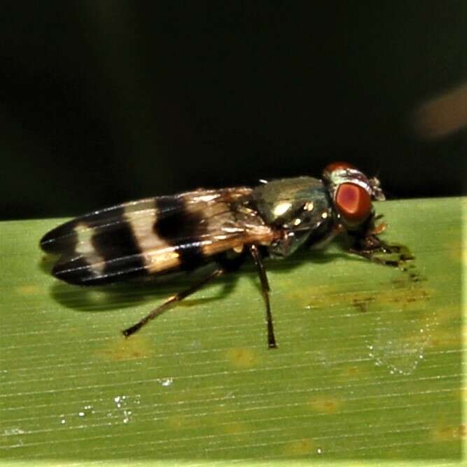 Image of cornsilk fly