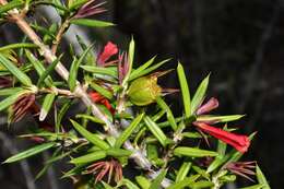 Image of Isidorea pungens (Lam.) B. L. Rob.