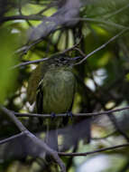 Image of Restinga Tyrannulet