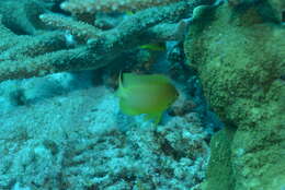 Image of Ambon damsel