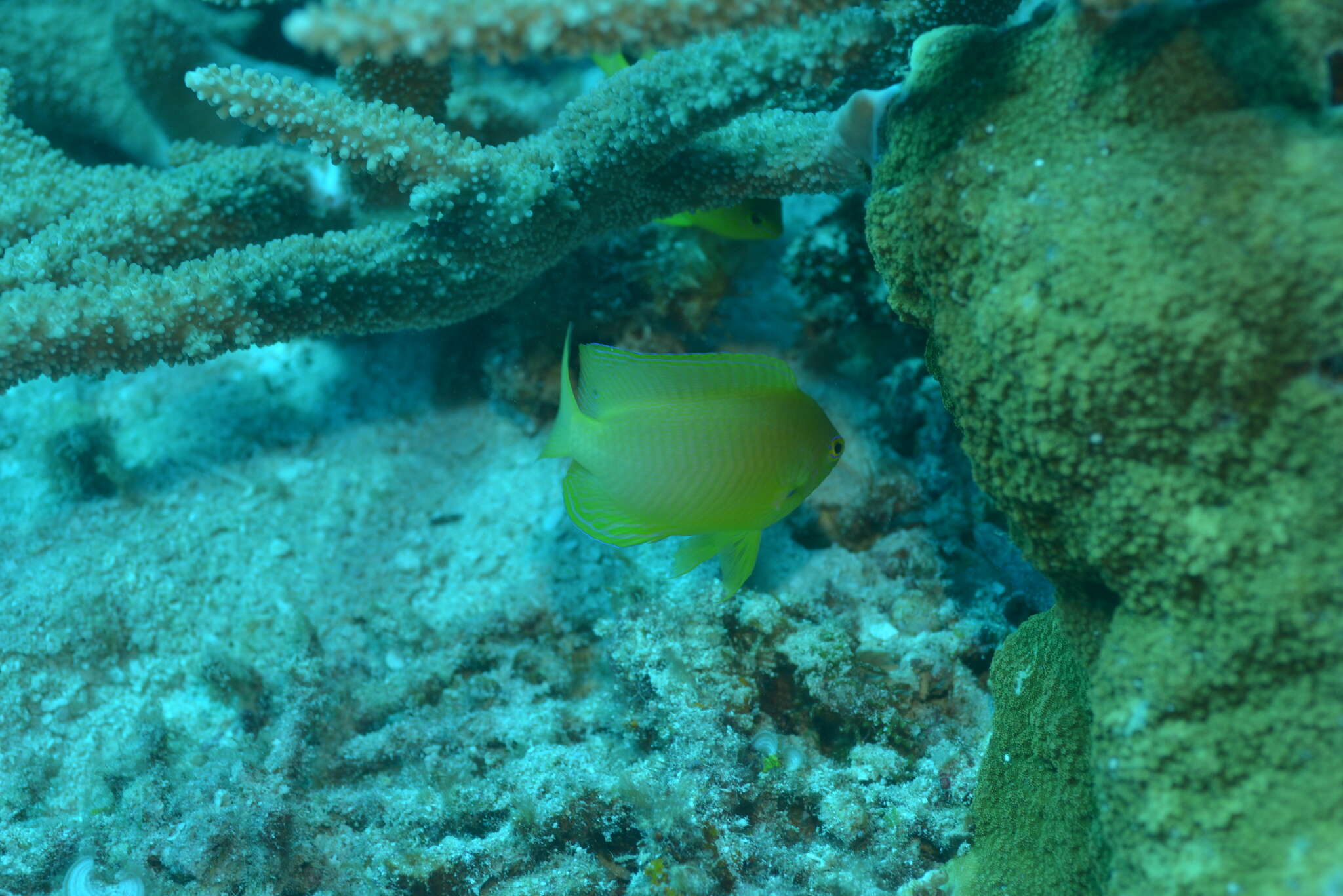 Image of Ambon damsel