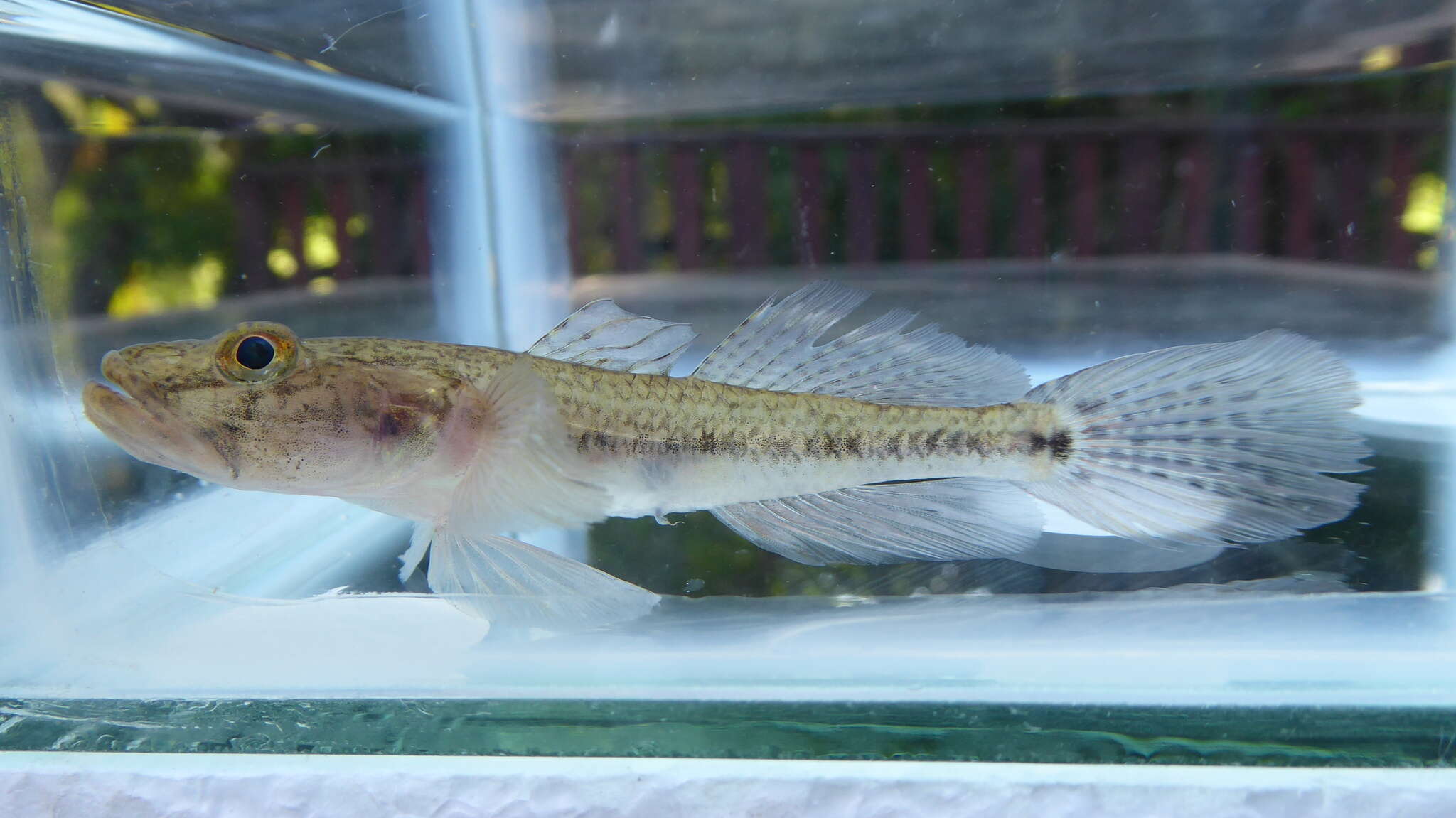 Image of River goby