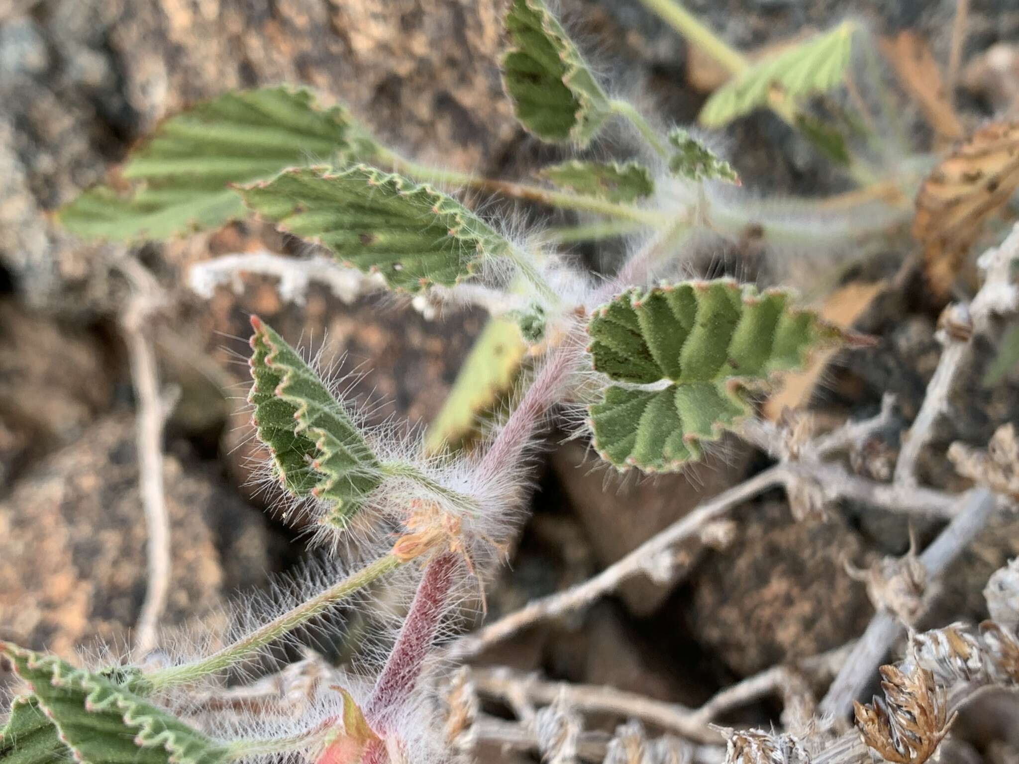 Monsonia luederitziana Focke & Schinz的圖片