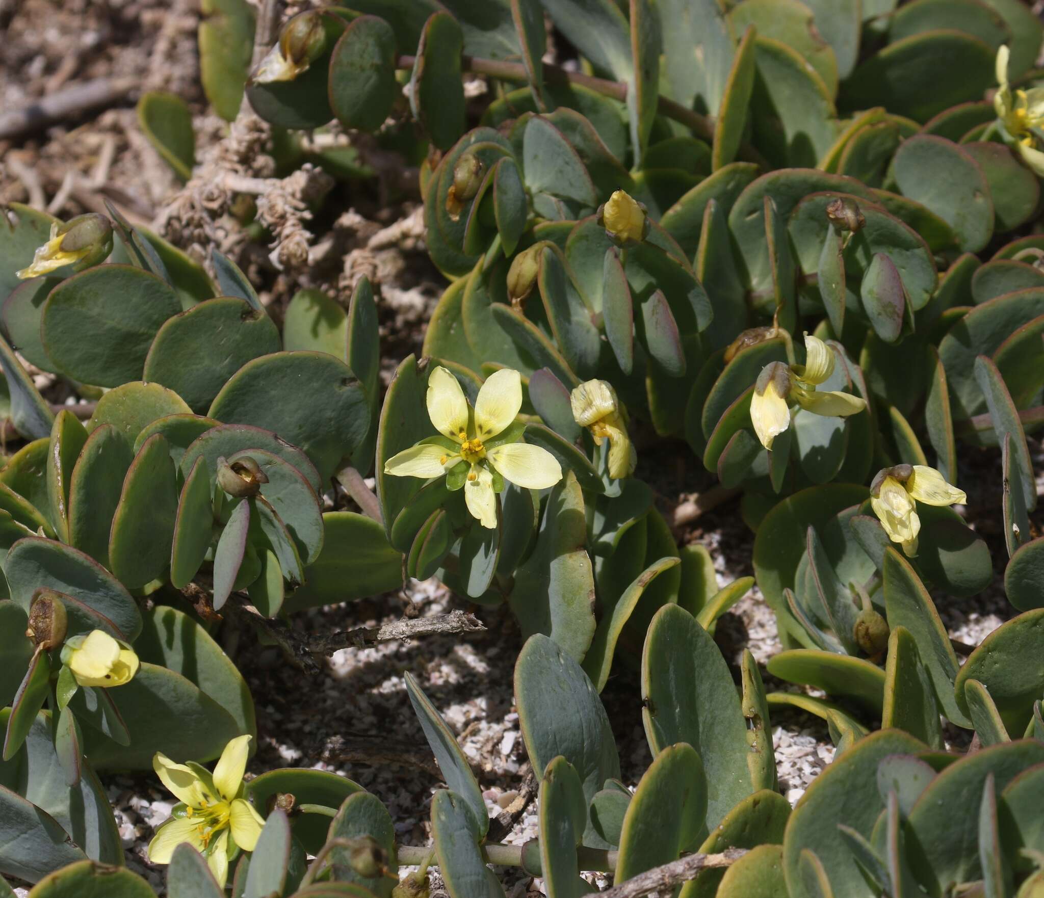 Image of Roepera cordifolia (L. fil.) Beier & Thulin