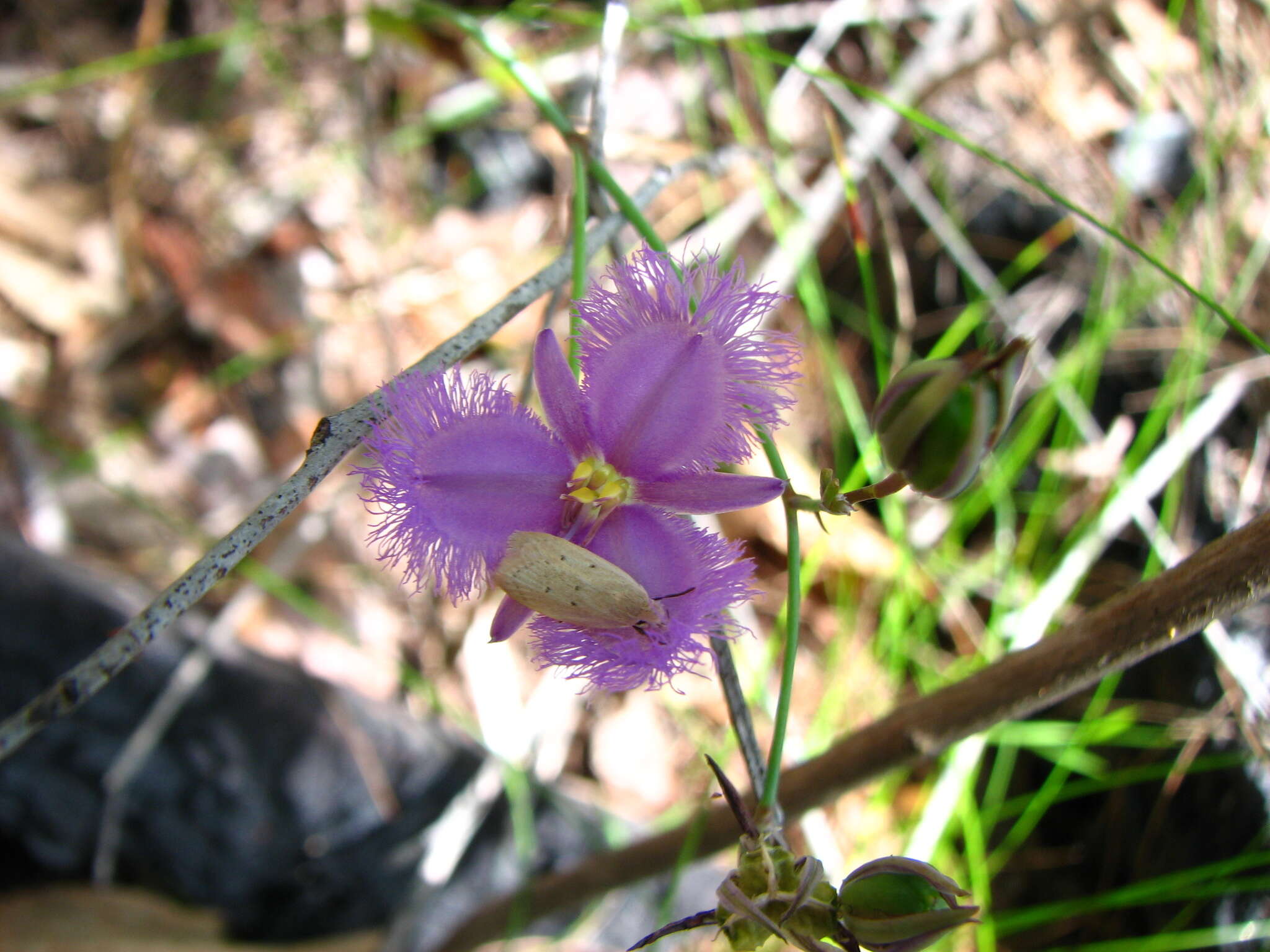 Image of Thysanotus banksii R. Br.