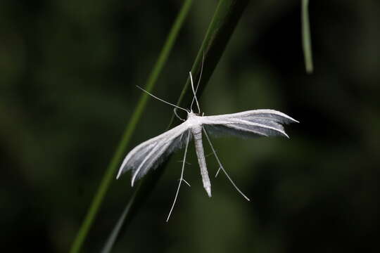 Image of Pterophorus