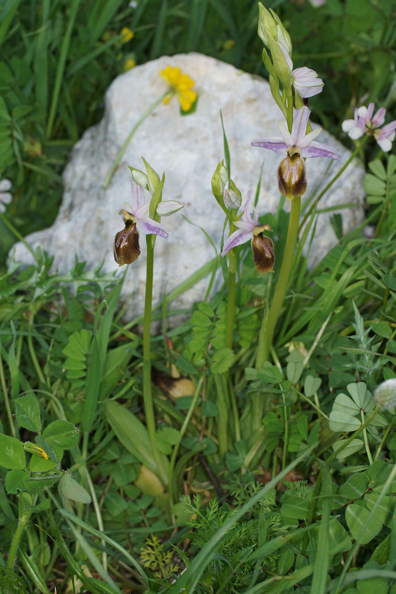 Image of Ophrys lycia Renz & Taubenheim
