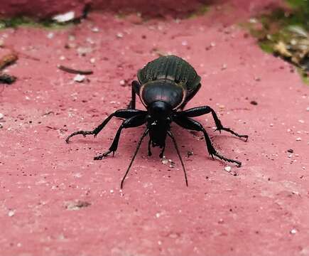 Image of Carabus (Macrothorax) morbillosus Fabricius 1792