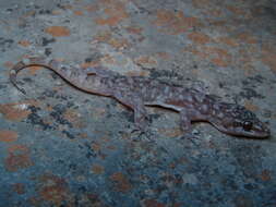 Phyllodactylus paucituberculatus Dixon 1960 resmi