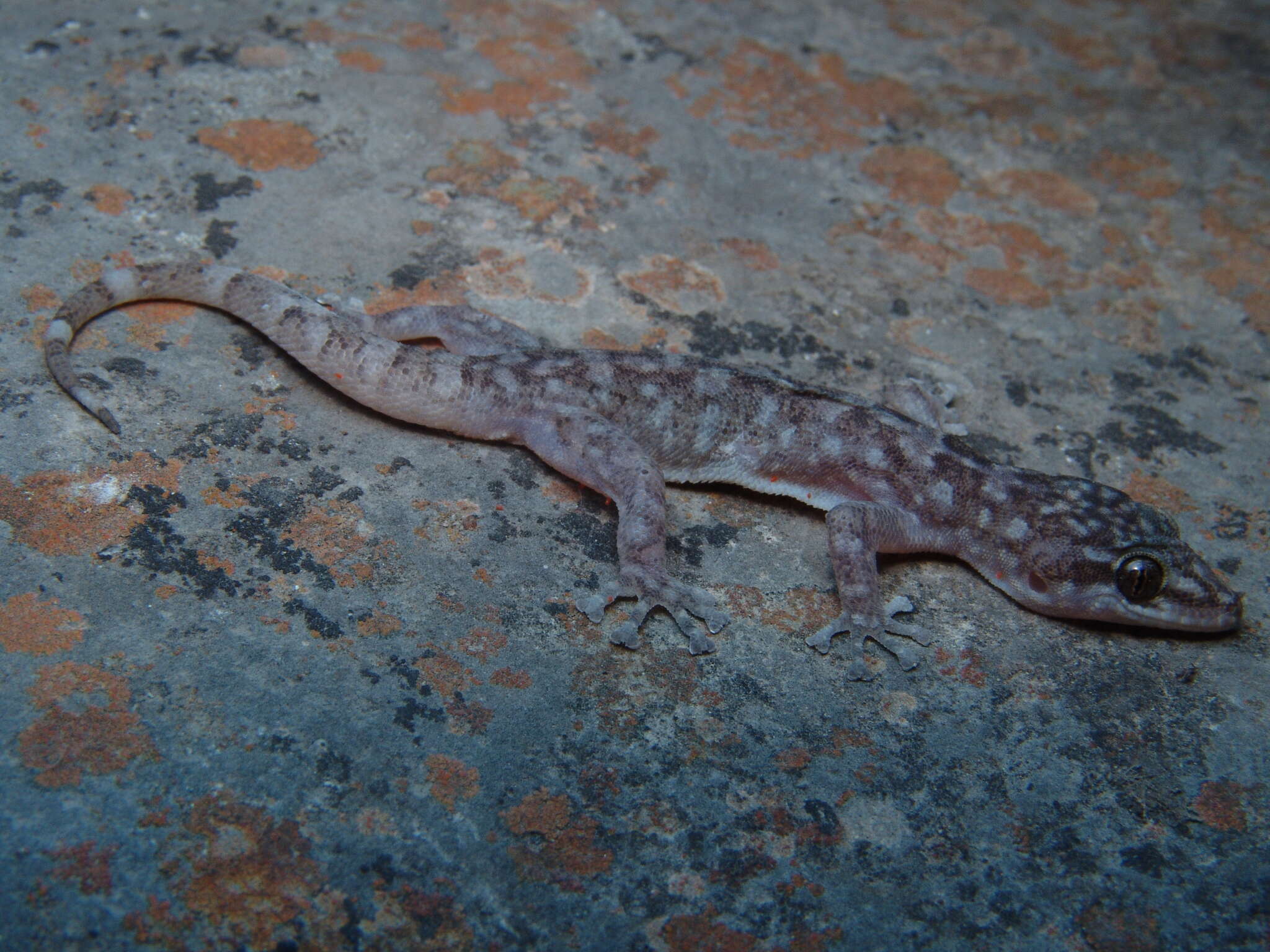 Image of Rio Marquez Valley Gecko