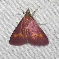 صورة Pyrausta pseuderosnealis Munroe 1976