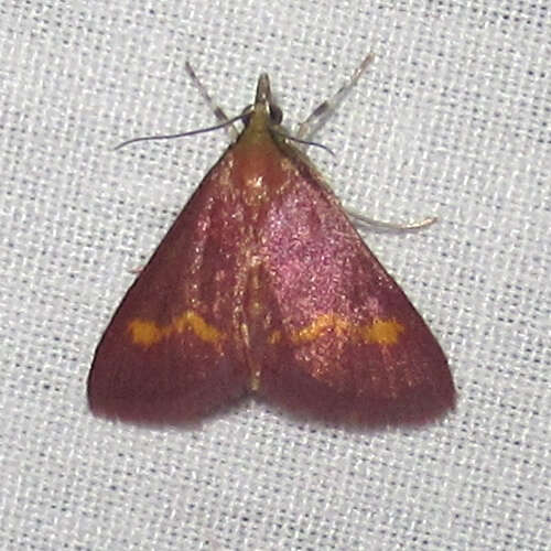 Image of Pyrausta pseuderosnealis Munroe 1976