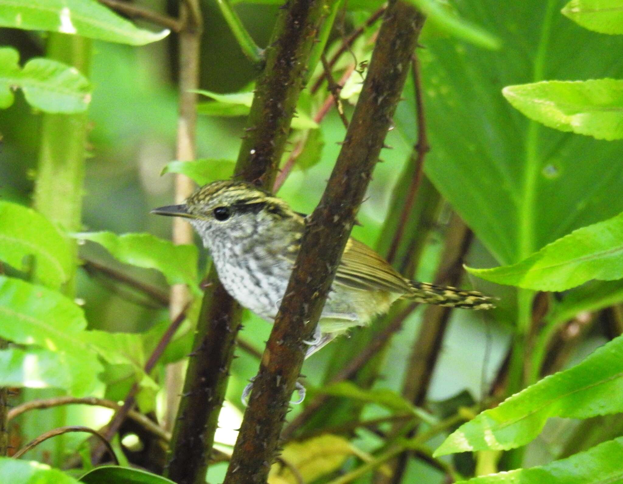 Image of Scaled Antbird