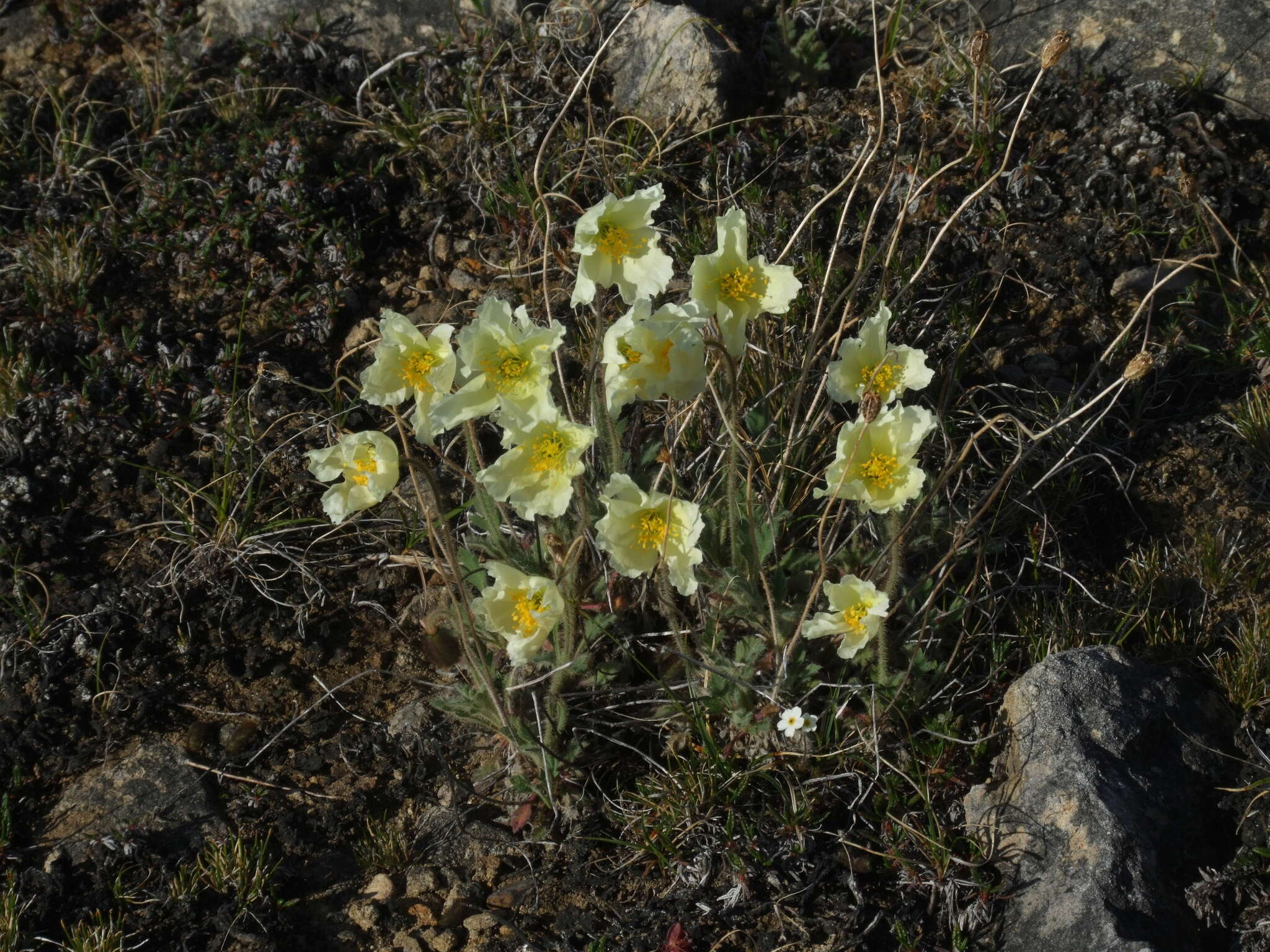 Image of Papaver leucotrichum Tolmatch.