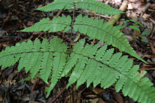 Image de Triplophyllum dicksonioides (Fée) Holtt.