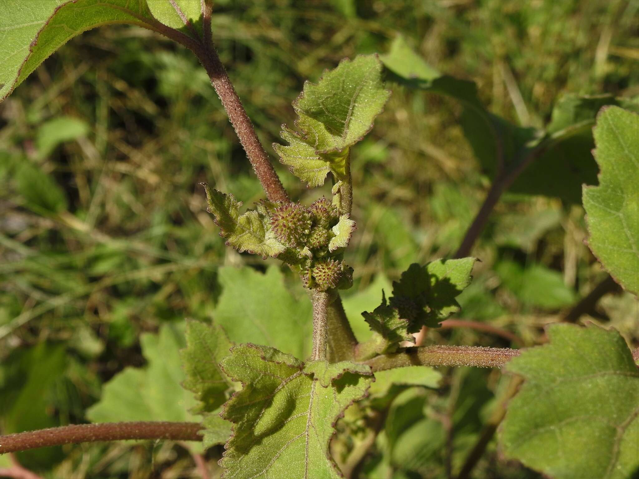 Image of Xanthium orientale subsp. italicum (Moretti) Greuter