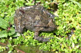 Image of Corsican Painted Frog