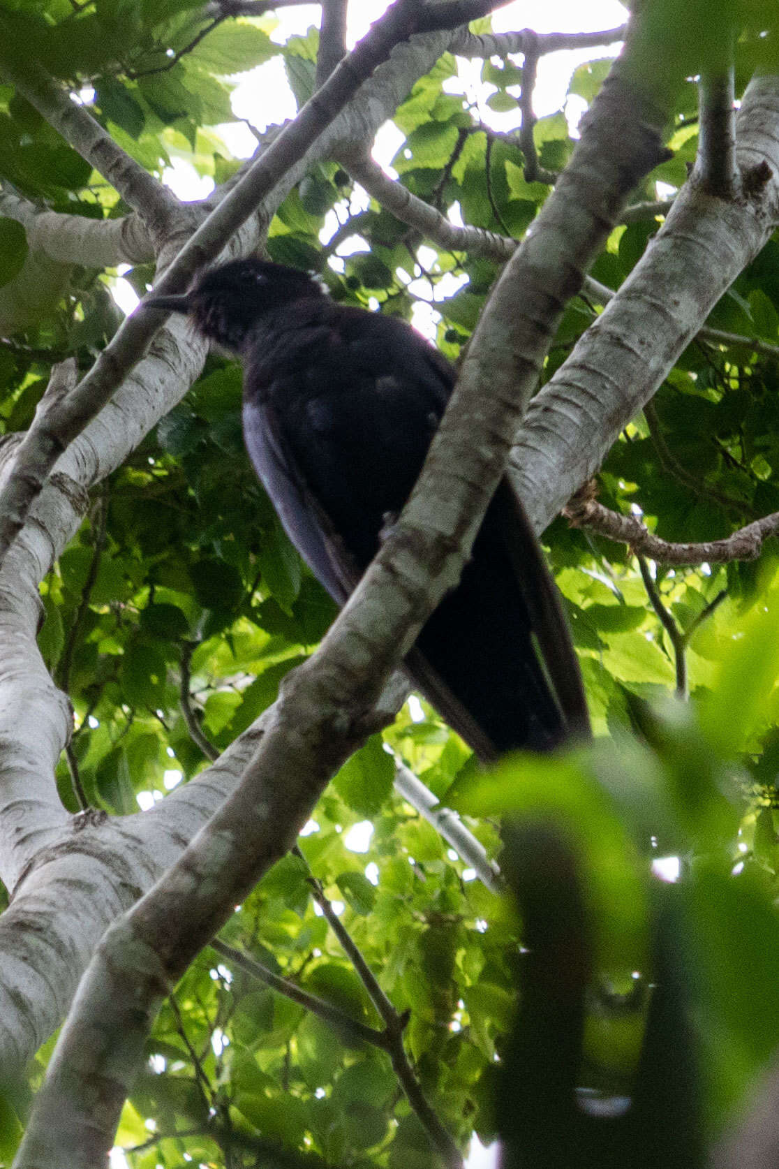 Image of Black Cuckoo