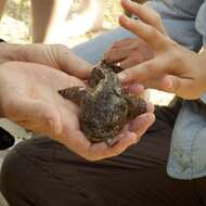 Image of Gulf Toadfish