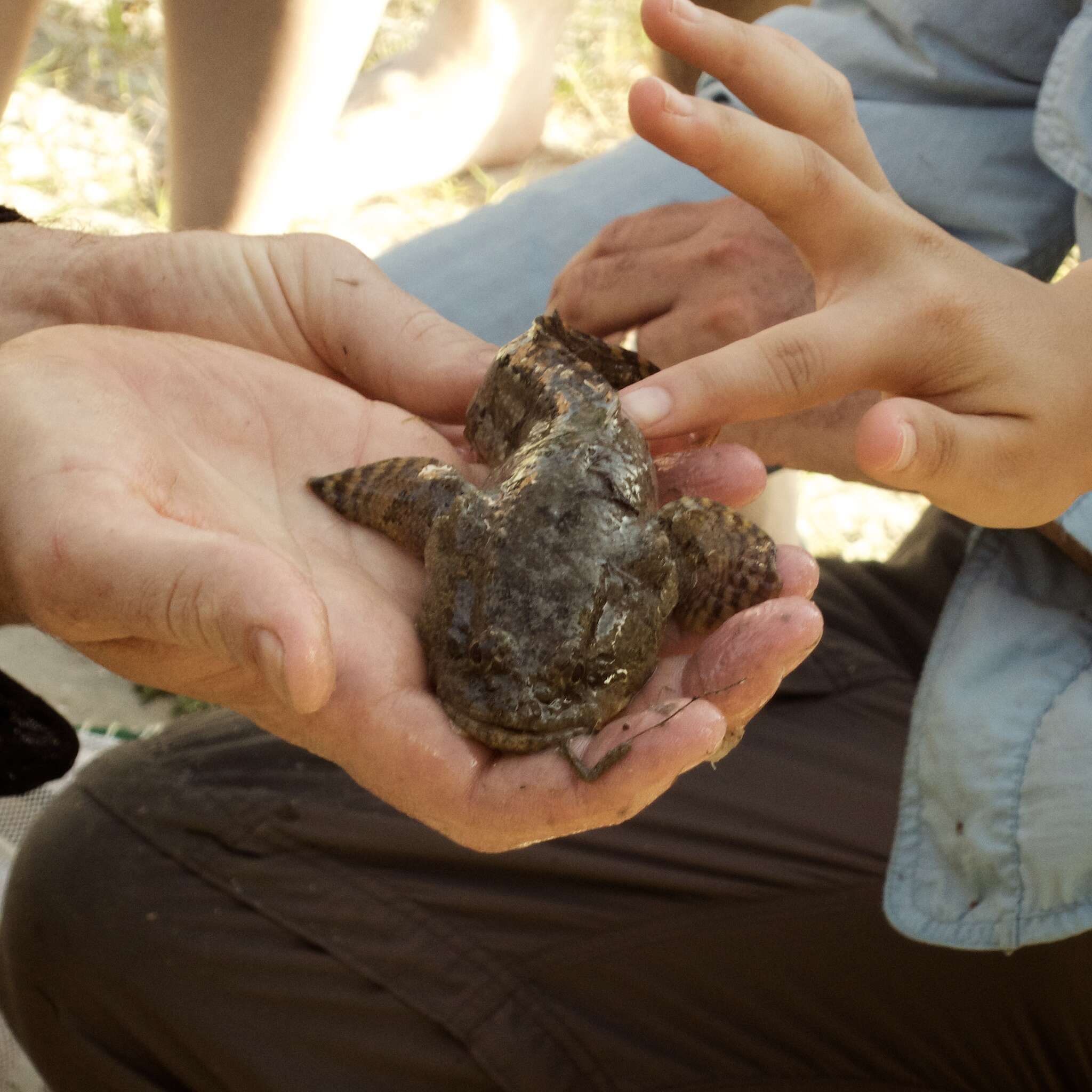 Image of Gulf Toadfish