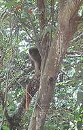 Image of Black-fronted Titi Monkey