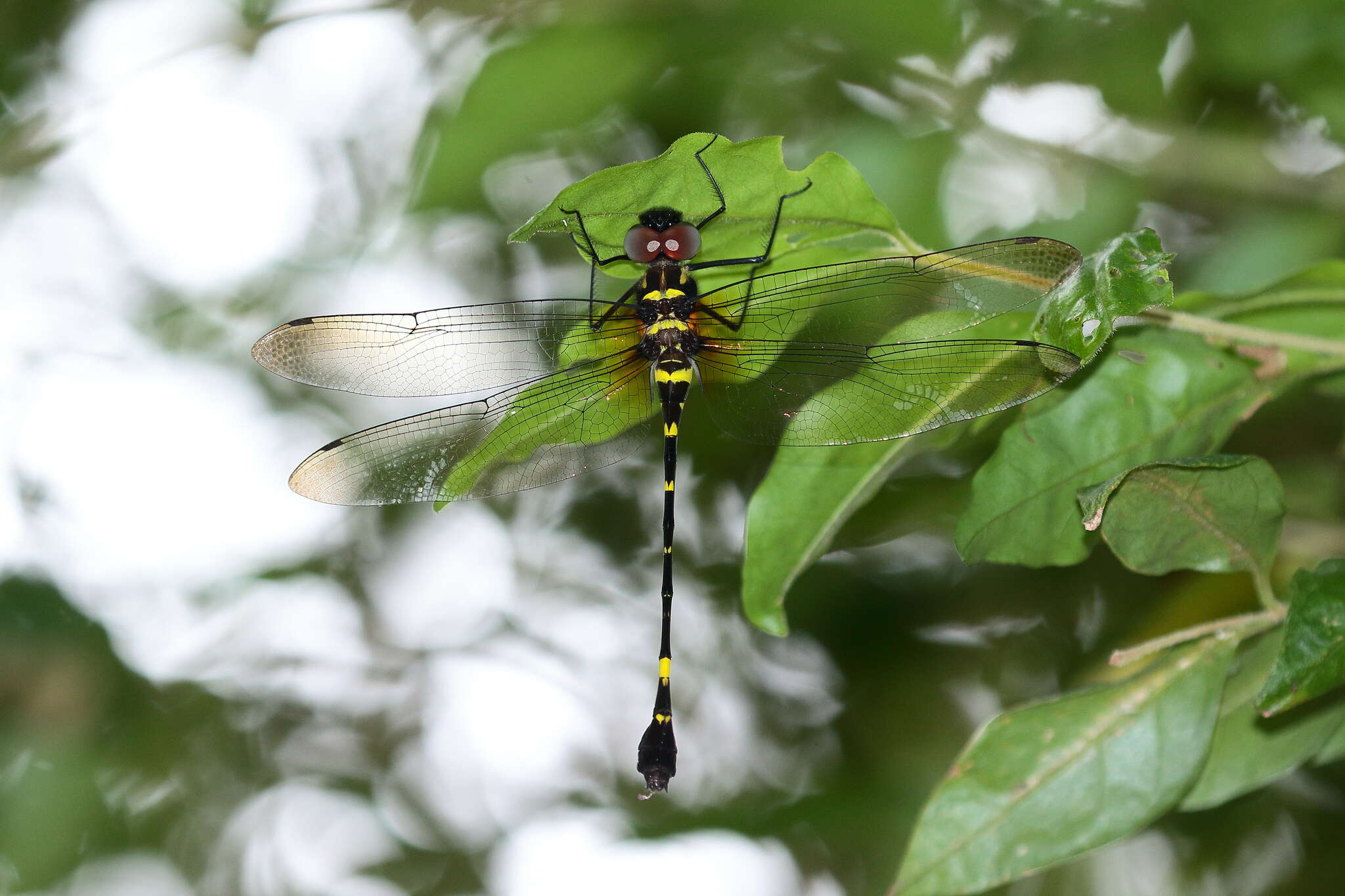 Image of Macromia urania Ris 1916