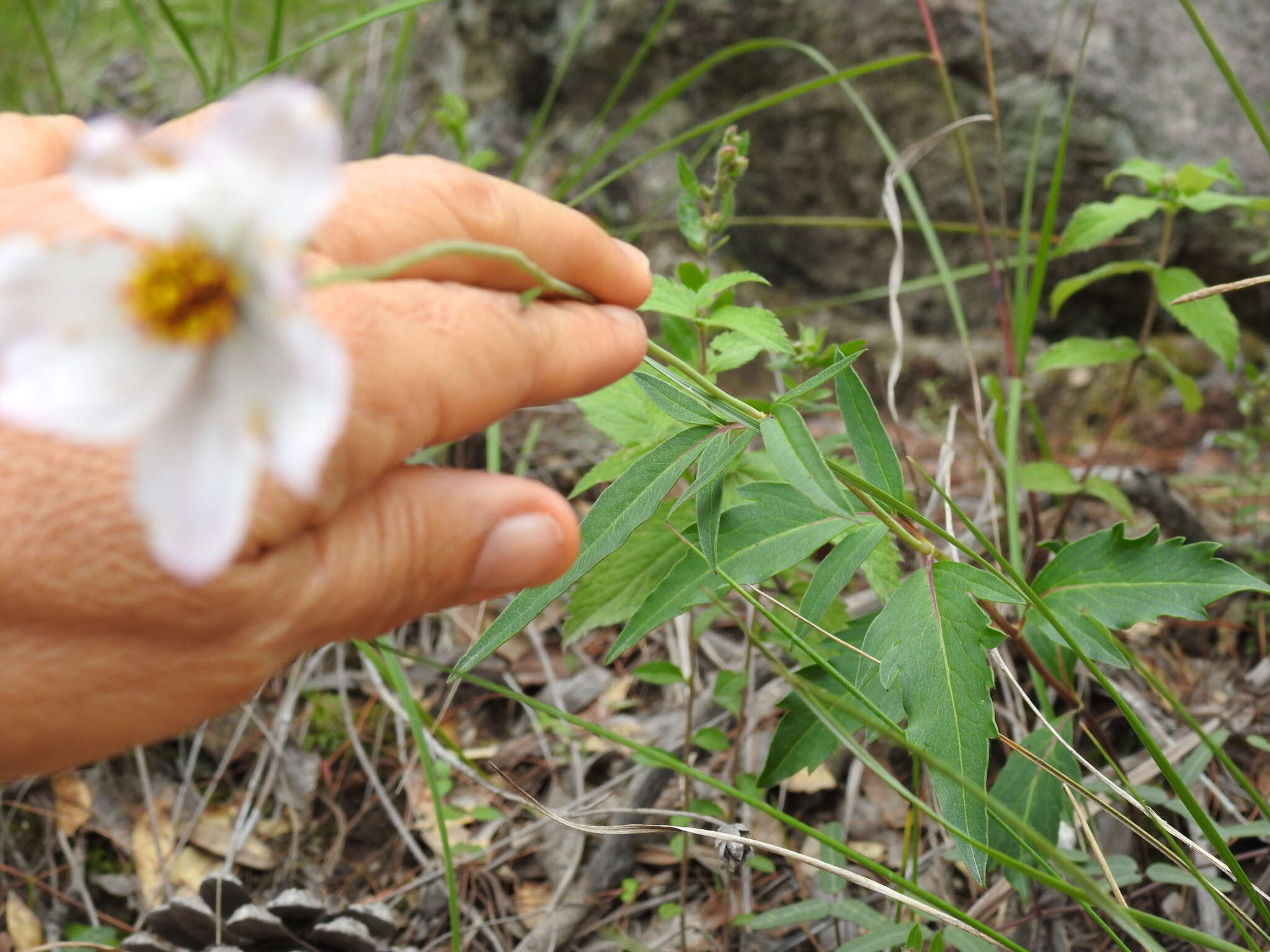 Image of Cosmos palmeri Robinson