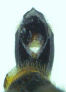 Image of Agrilus ventralis Horn 1891