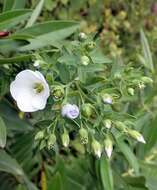 Imagem de Linum monogynum var. chathamicum Cockayne