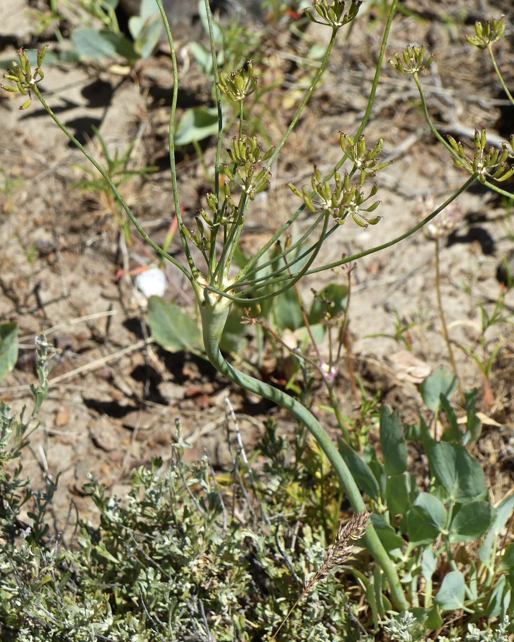 Image of barestem biscuitroot